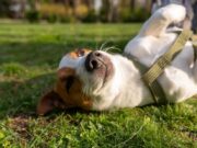 Mosquera invita a la jornada de recolección de tapas plásticas