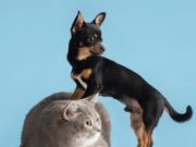 Sibaté realiza jornada de Esterilización canina y felina