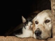 Soacha realizará una nueva jornada gratuita de esterilización