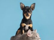 Sopó anuncia jornadas gratuitas de vacunación y desparasitación