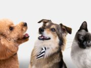 Sopó inicia jornadas de vacunación y desparasitación