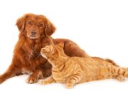 Sopó realizará jornada de Esterilización canina y felina