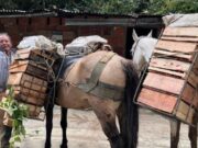 Sumapaz: potencia agroalimentaria del departamento