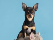 Tabio realiza Jornadas de Esterilización