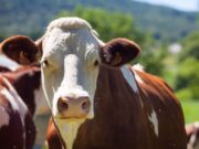 Tenjo realiza jornada de Vacunación bovina