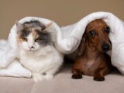 Tenjo realiza jornada gratuita de vacunación antirrábica y desparasitación