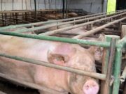 Cierre preventivo a granja con mil cerdos por contaminación del suelo