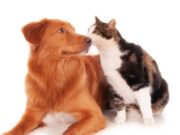 En Tenjo, jornada de vacunación antirrábica y desparasitación