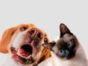 Nueva jornada gratuita de esterilización para mascotas en Cajicá