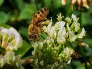 Ruta de la Miel en Zipaquirá