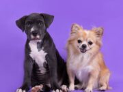 Tocancipá realiza jornada de Esterilización