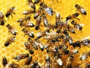 Tres vacantes disponibles en el Comité Regional de la Cadena Productiva de las Abejas