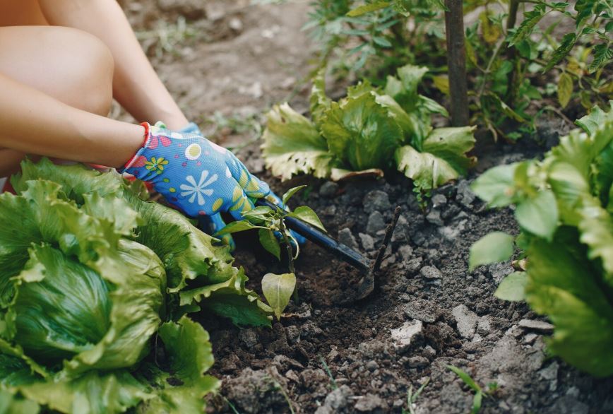 Abren inscripciones al programa de huertas caseras en Tenjo
