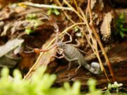 CAR y entidades ambientales asestan golpe al tráfico ilegal de fauna silvestre