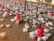 Avicultores de Cáqueza, Fosca, Ubaque y Fómeque podrán inscribirse a compra institucional