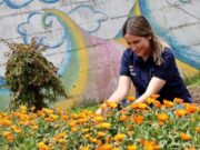 Beneficencia de Cundinamarca sembró más de 90 árboles en Sibaté