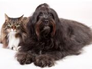 Continúan las jornadas de bienestar animal en Tocancipá