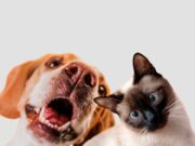 Cota llevará atención veterinaria y desparasitación