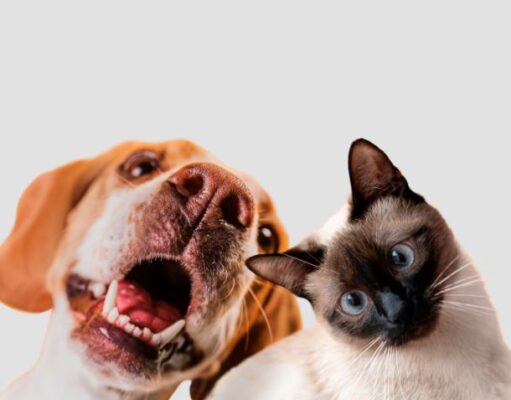 Cota llevará atención veterinaria y desparasitación