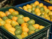 Cundinamarca invierte $1.000 millones para transformar el mango y fortalecer el campo