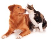 Esterilización gratuita para mascotas en Sibaté