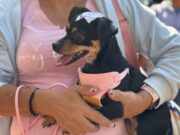 Fusagasugá realiza jornada gratuita de esterilización