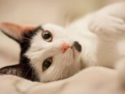 Jornada de adopción en Cajicá