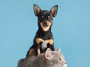 Jornadas para proteger a perros y gatos en Sopó