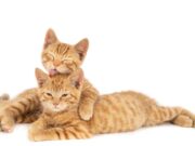 Madrid realizará Jornada de adopción