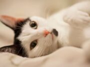 Nueva jornada de esterilización en Madrid