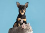 Nueva jornada de esterilización en Madrid