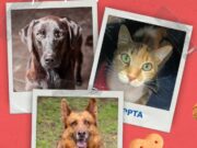 Peluditos buscan hogar en Funza