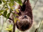 Más de 50 animales recuperados en operativos de la CAR en Sumapaz