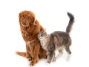 Soacha llevará jornadas de vacunación antirrábica a varias comunas del municipio