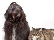 Tenjo promueve el bienestar animal con jornada gratuita de esterilización