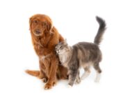 Tocancipá realizará nueva jornada gratuita de esterilización