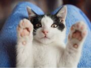 Vacunación canina y felina gratuita en Madrid