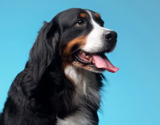 Vacunación para perros y gatos llegará a Fusagasugá