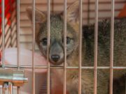 93 animales murieron atropellados en 2025