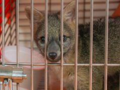 93 animales murieron atropellados en 2025