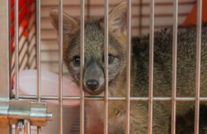 93 animales murieron atropellados en 2025