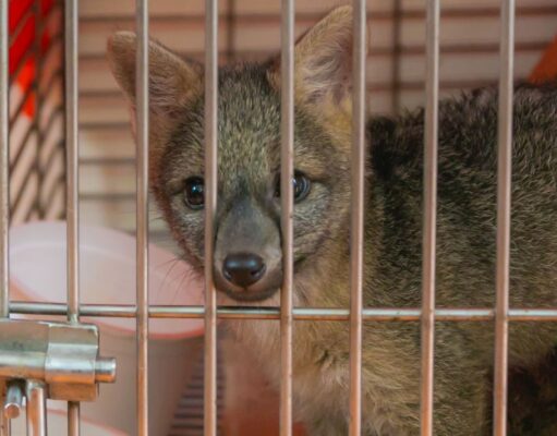 93 animales murieron atropellados en 2025