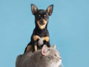 Abren inscripciones para jornada de esterilización en Tocancipá