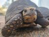 Rescatan boa, tayra y tortugas en operativos contra tráfico de fauna en Gualivá