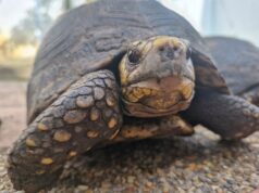 Rescatan boa, tayra y tortugas en operativos contra tráfico de fauna en Gualivá