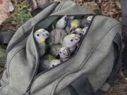 Aves silvestres rescatadas en Puerto Salgar fueron trasladadas al CAV de Tocaima