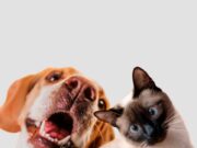 Convocan a jornadas para perros y gatos en Tenjo
