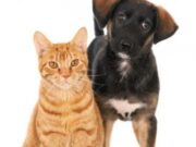 En Cajicá protegen a perros y gatos