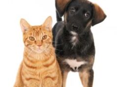 En Cajicá protegen a perros y gatos