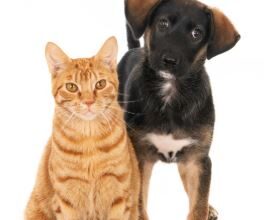 En Cajicá protegen a perros y gatos